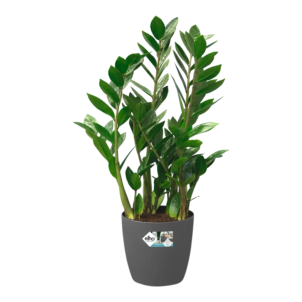 Bloempot Elho Brussels Rond 40cm - Met Wielen - Antraciet - Afbeelding 5