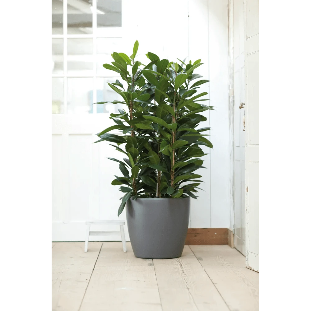 Bloempot Elho Brussels Rond 40cm - Met Wielen - Antraciet - Afbeelding 6