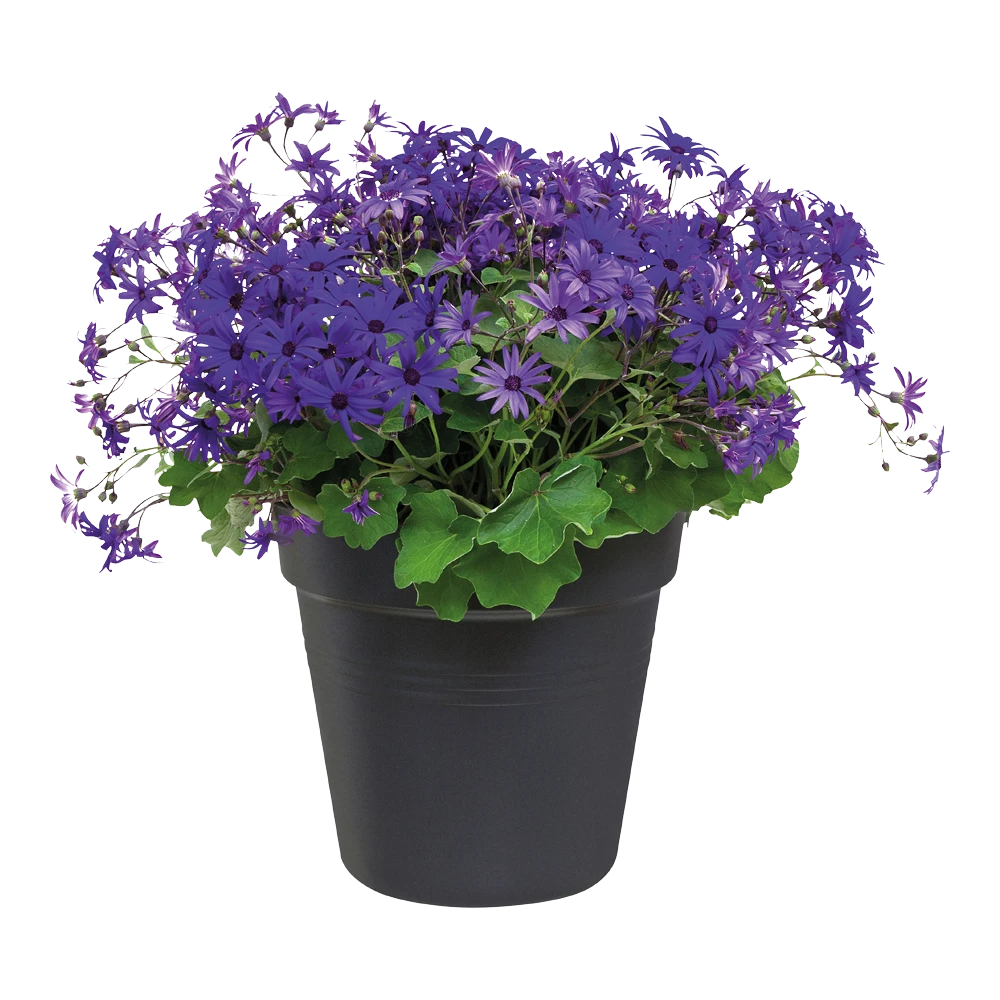 Elho Green Basics Kweekpot 40cm - Living Black - Afbeelding 2