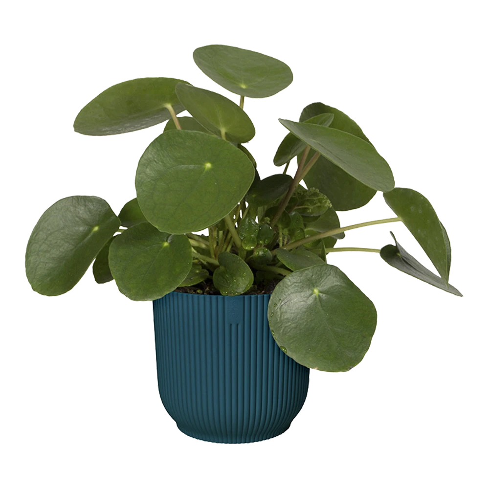 Bloempot Elho Vibes Fold Rond - D22 X H20cm - Diepblauw - Afbeelding 5