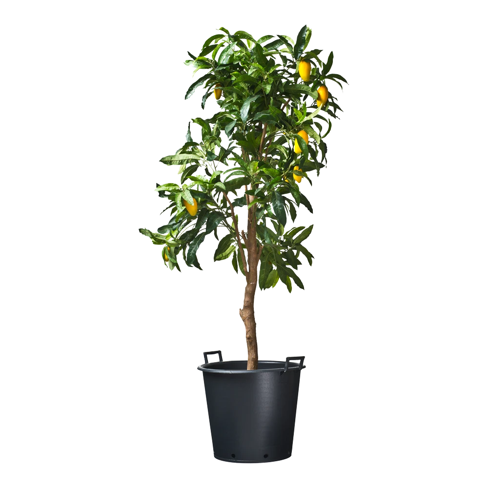 Nature - Ritzi Container Zwart 50L - Met Handgreep - Afbeelding 3