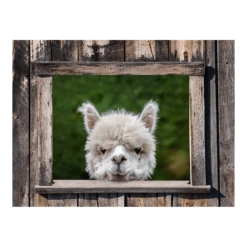 Tuinposter Alpaca Doorkijk - 80x60cm