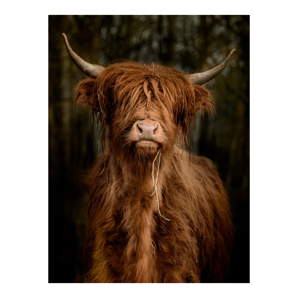 Tuinposter Longhorn Staand - L - 90x120cm